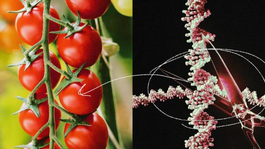 a collage showing tomatoes growing on a vine and a model of DNA being edited