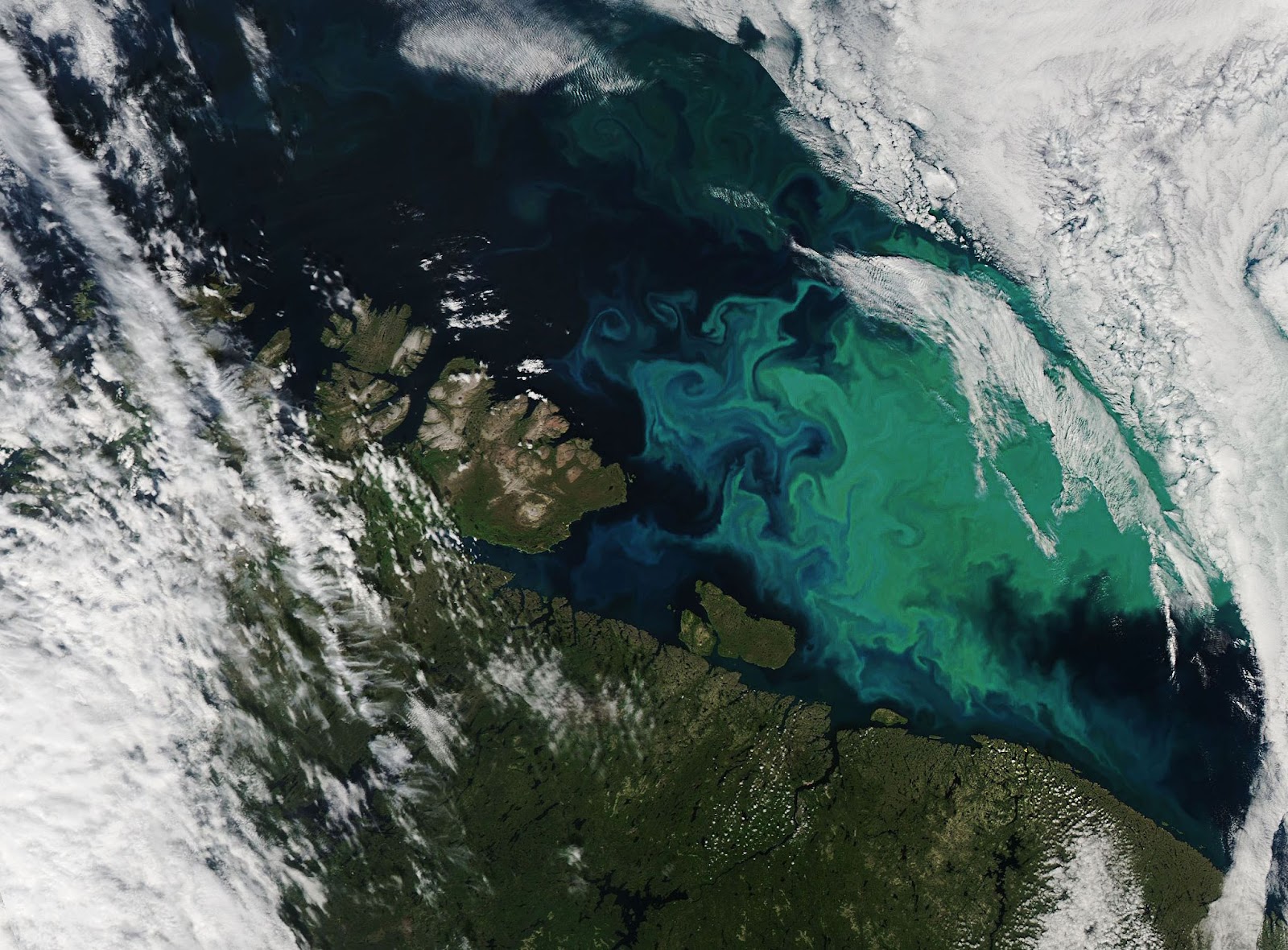 an image of algae in an ocean viewed from a satellite
