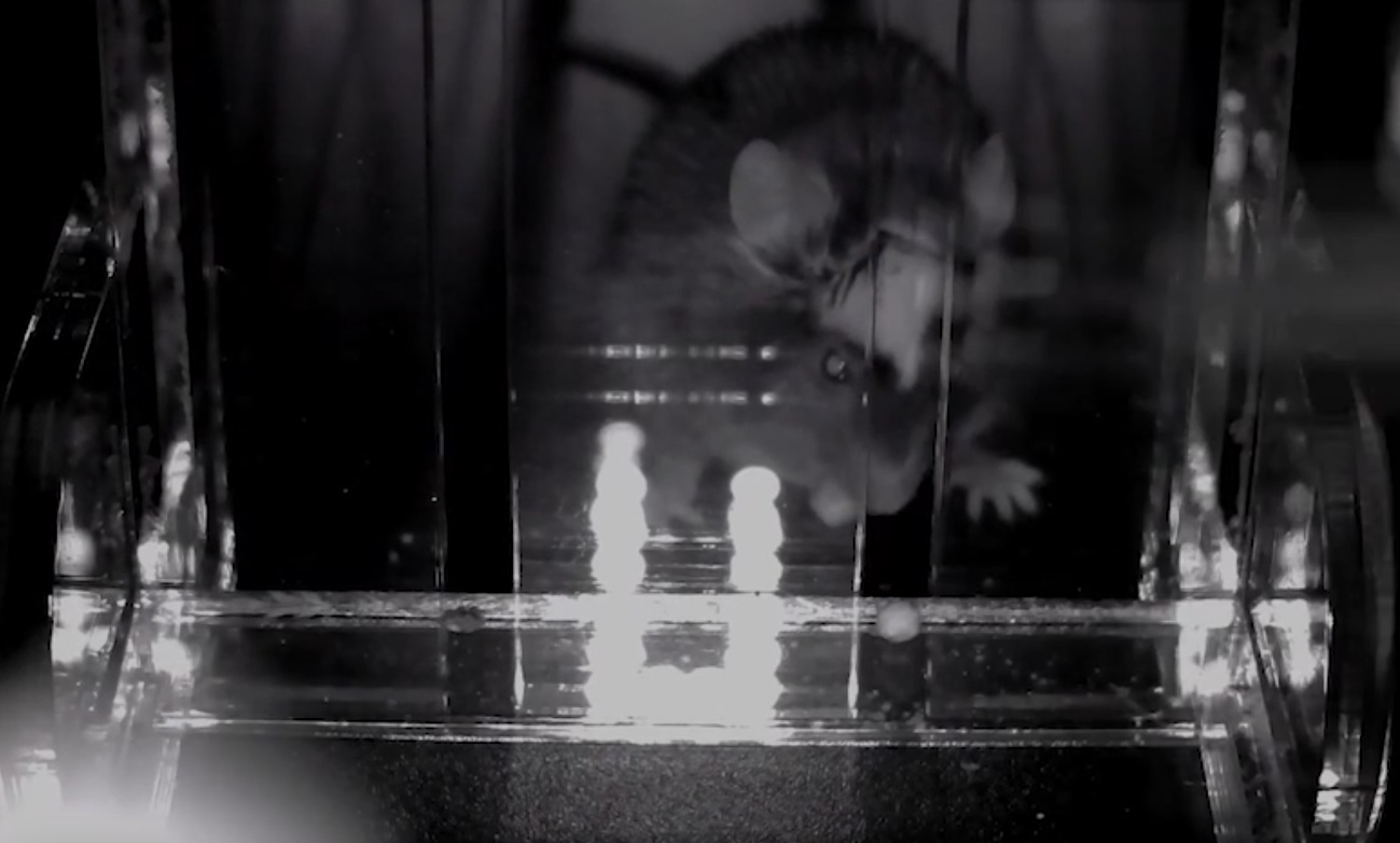A black and white photo of a mouse behind a piece of plastic with two vertical slots in it. 