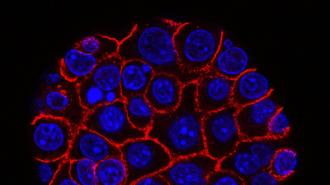 An image of a cell with blue and red lights.