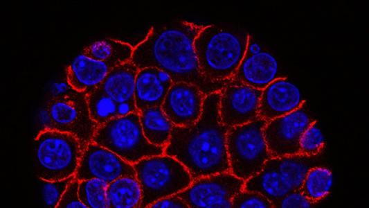 An image of a cell with blue and red lights.
