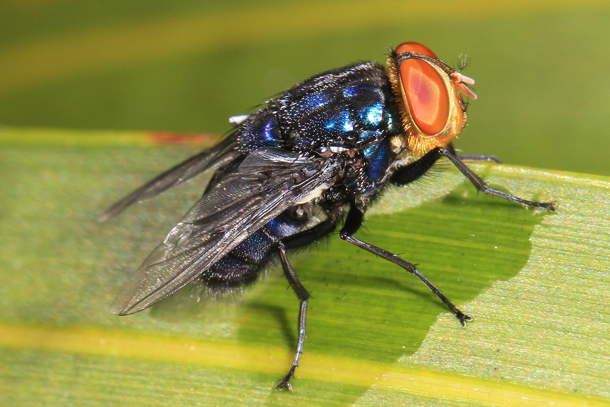 A fly is perched on a leaf.