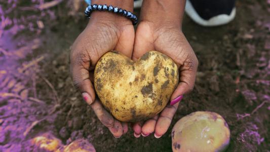 A woman holds a heart-shaped potato, mutated by nuclear radiation, in her hands.