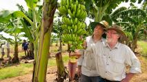 Two men standing next to a banana tree.