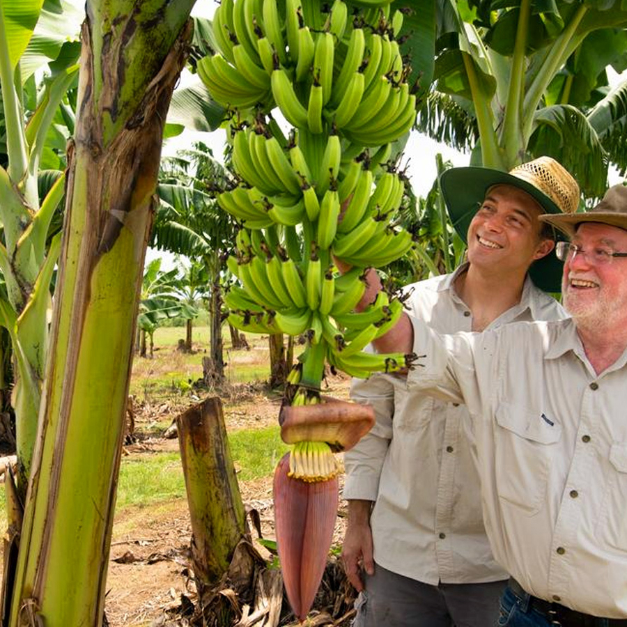 Two men standing next to a banana tree.
