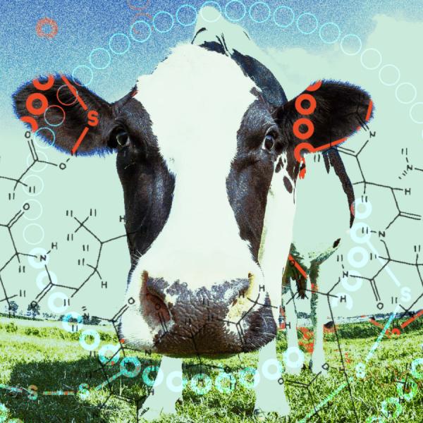 A digitally altered image of a cow with graphic illustrations representing chemistry and data overlaying a pastoral scene.