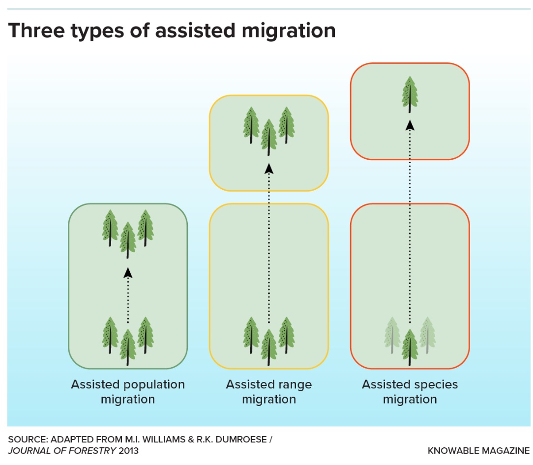 A diagram showing "three types of assisted migration" for trees: assisted population migration, assisted range migration, and assisted species migration, with arrows indicating the direction of movement.