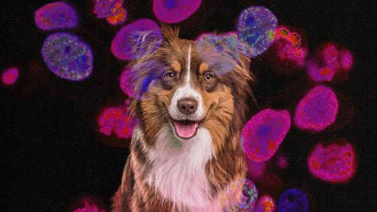 A collage featuring a dog and cancer cells