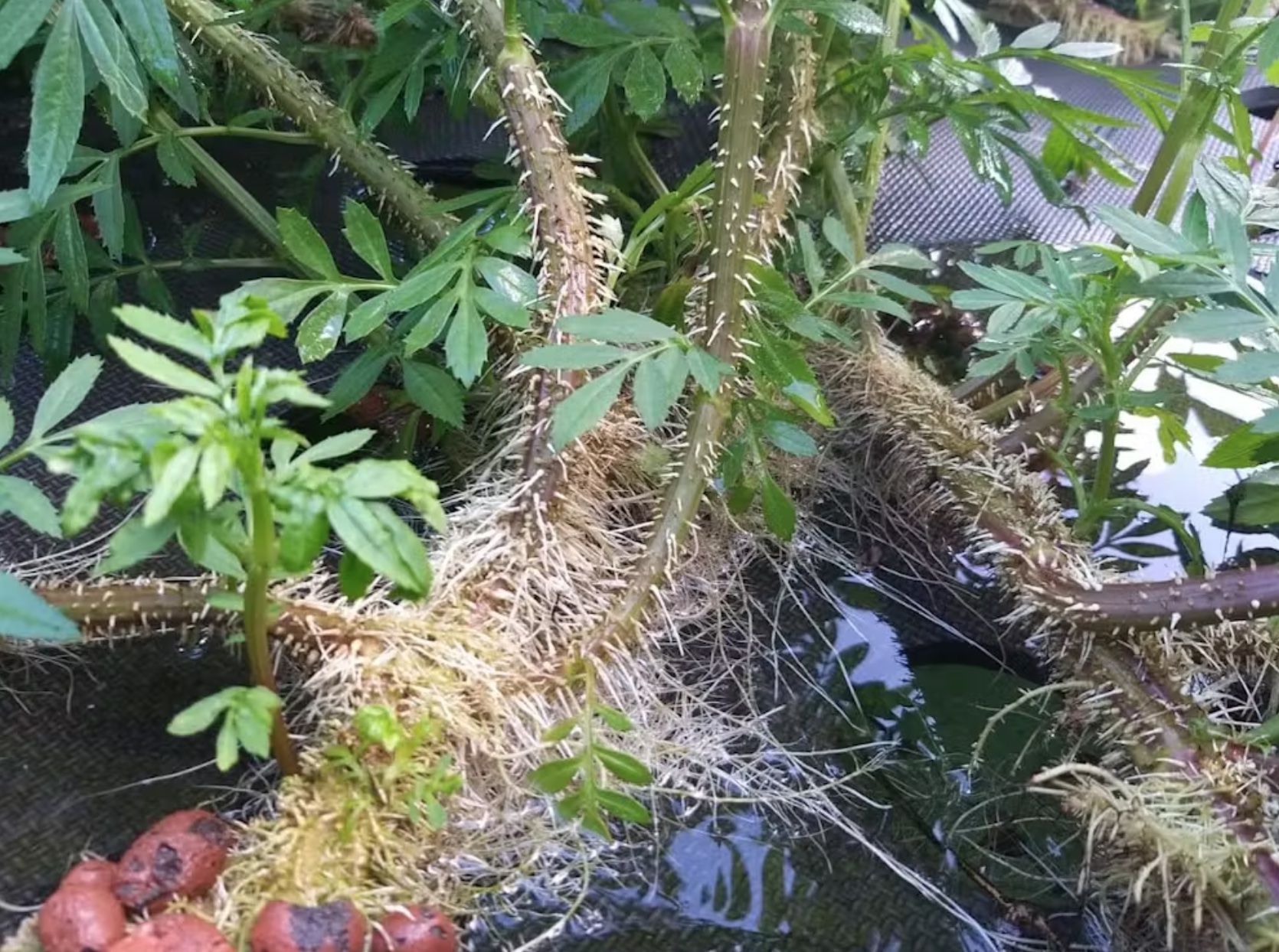 The roots of a plant are growing in a pond.