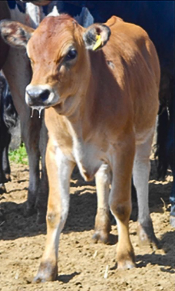 an image of a brown and white cow