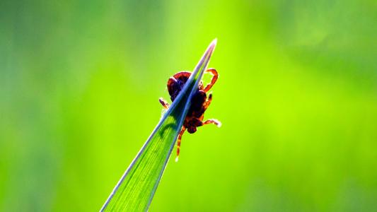 a tick clinging to the tip of a blade of grass against a green background.