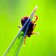 a tick clinging to the tip of a blade of grass against a green background.