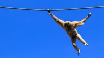 A tailless primate swinging on a rope.