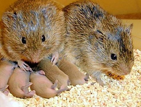 Two adult mice, immersed in a rush of oxytocin, and a litter of newborn pups in a nesting enclosure.