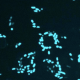 Fluorescent microscope image showing bacteria, primarily in short rod shapes, exposed to antibiotics, against a dark background.