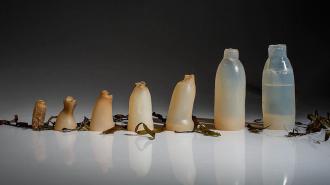 A lineup of compostable algae-based water bottles in various stages of degradation on a reflective surface.