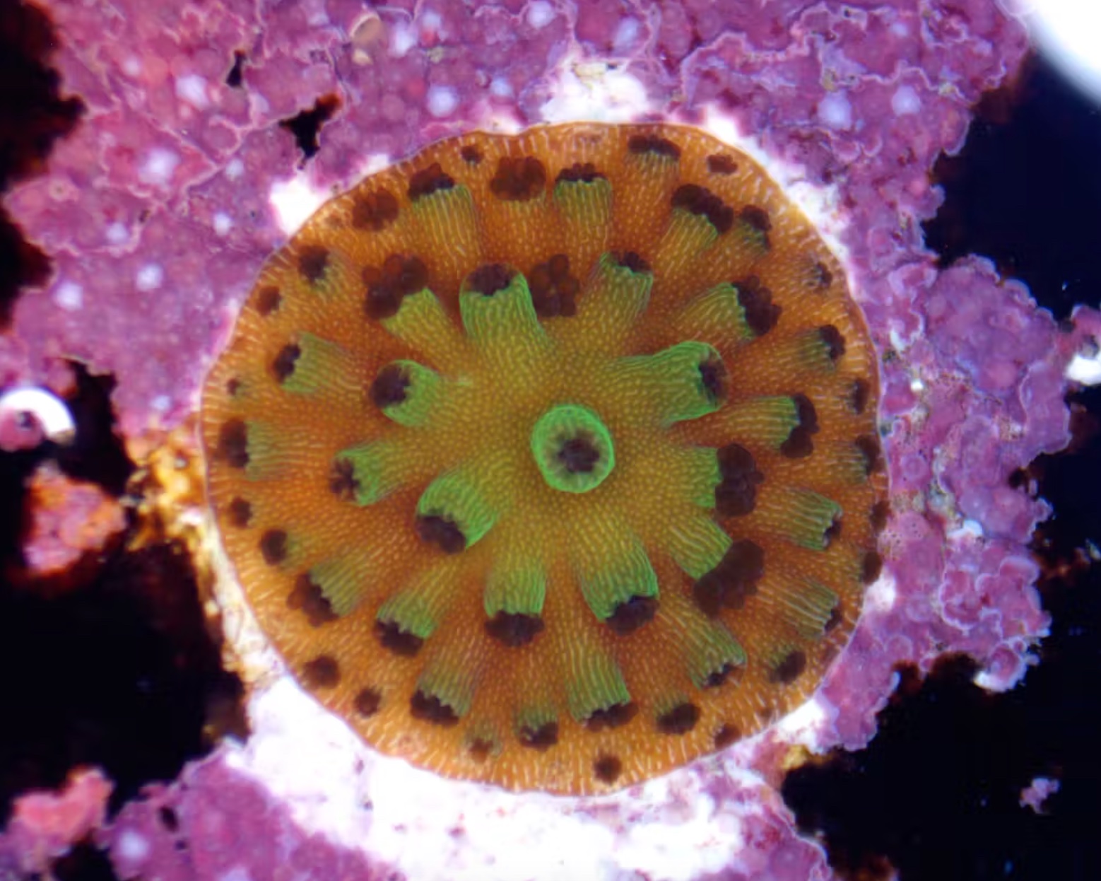 Close-up of an orange and green sea anemone on a coral surface.