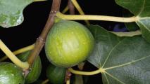 Green fig fruit with water droplets hanging on a branch with leaves, exhibiting plant hardiness.