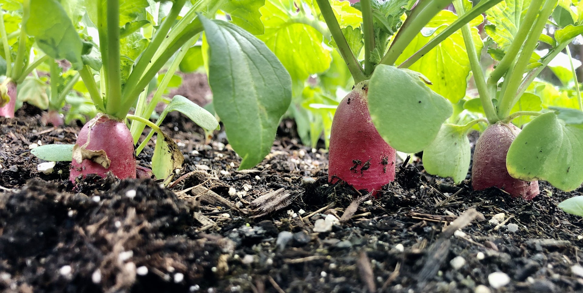 Radishes growing in soil with their red roots partially exposed above ground.