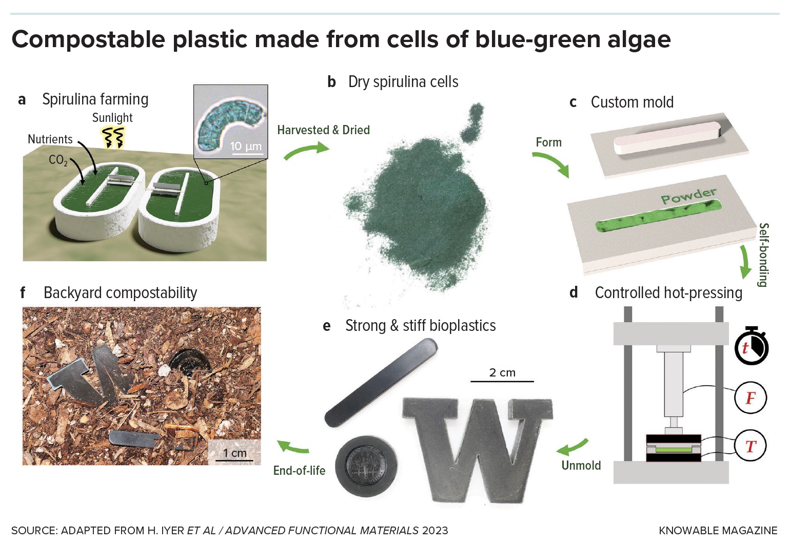 A diagram illustrating the production of compostable plastic from spirulina algae, including steps like harvesting, drying, molding, hot-pressing, and methods for composting the bioplastic.