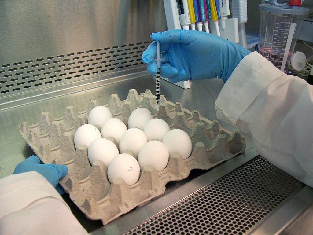 A person in a lab coat and gloves holding a needle above a tray of eggs in a laboratory setting.