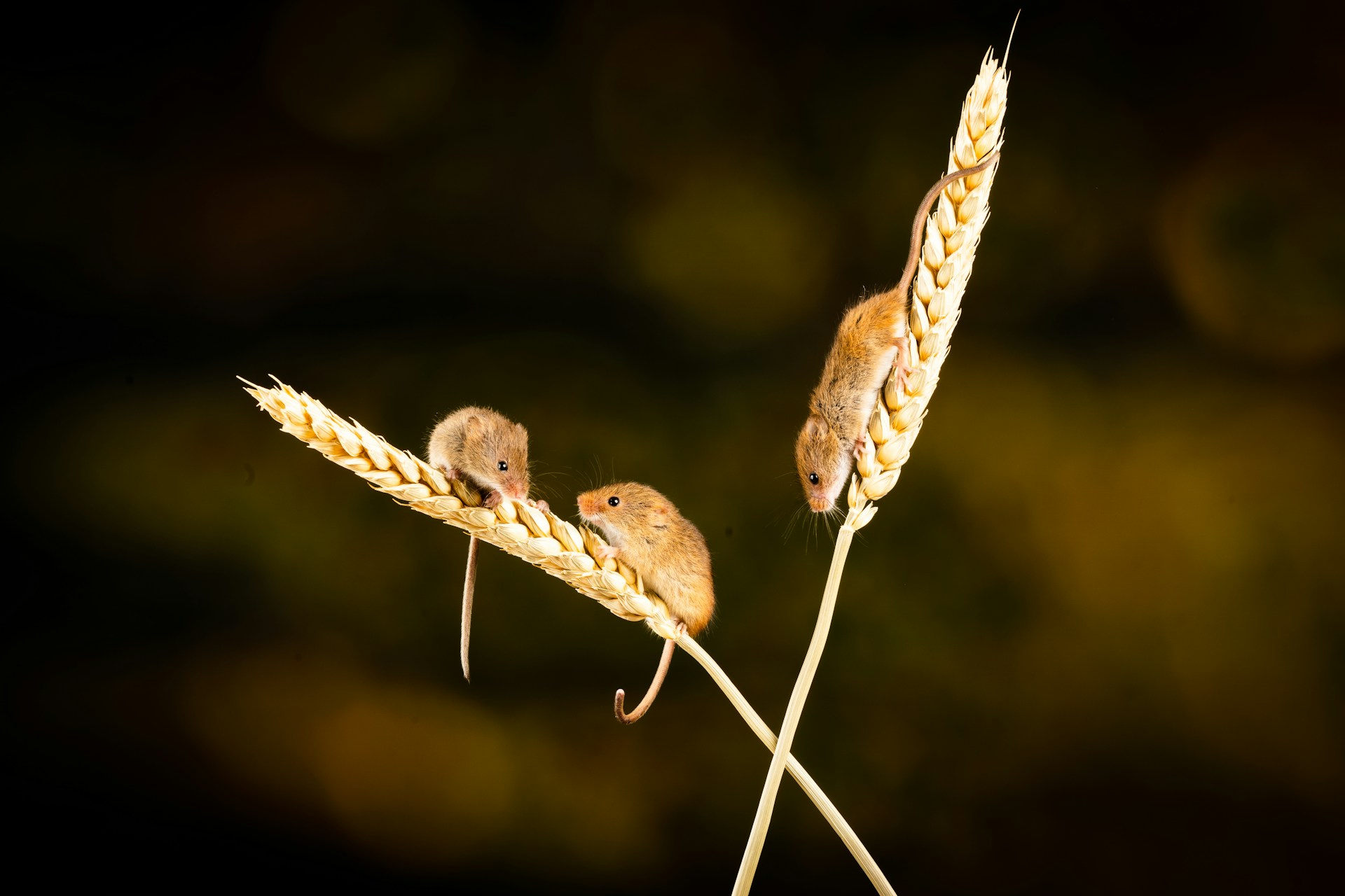 Three mice on wheat stalks against a dark background, experiencing the effects of oxytocin.
