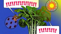 A vibrant graphic illustration featuring a large leafy plant with integrated plant sensors, comic-style speech bubbles containing exclamation marks, and a round bubble depicting ants, set against a blue textured background.