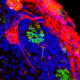 Fluorescent microscopy image of brain cells