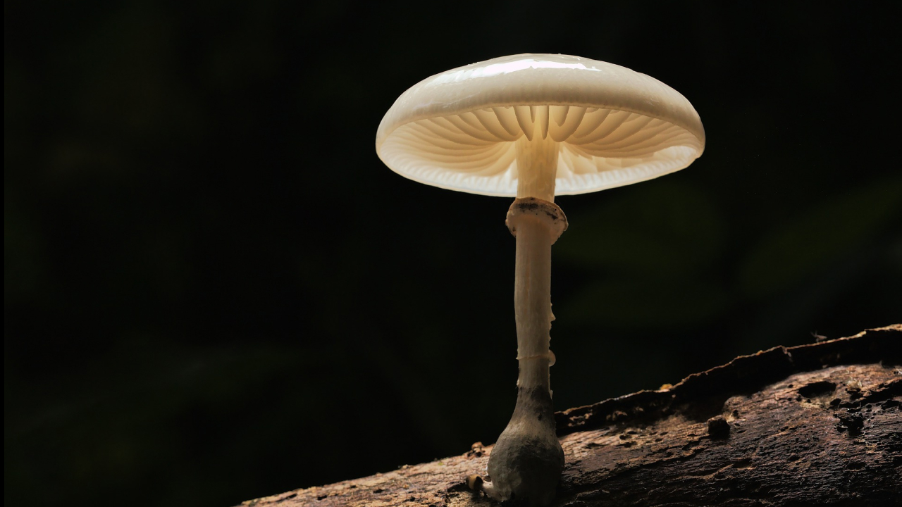 A single white mushroom with gills is growing on a log in a dark environment.