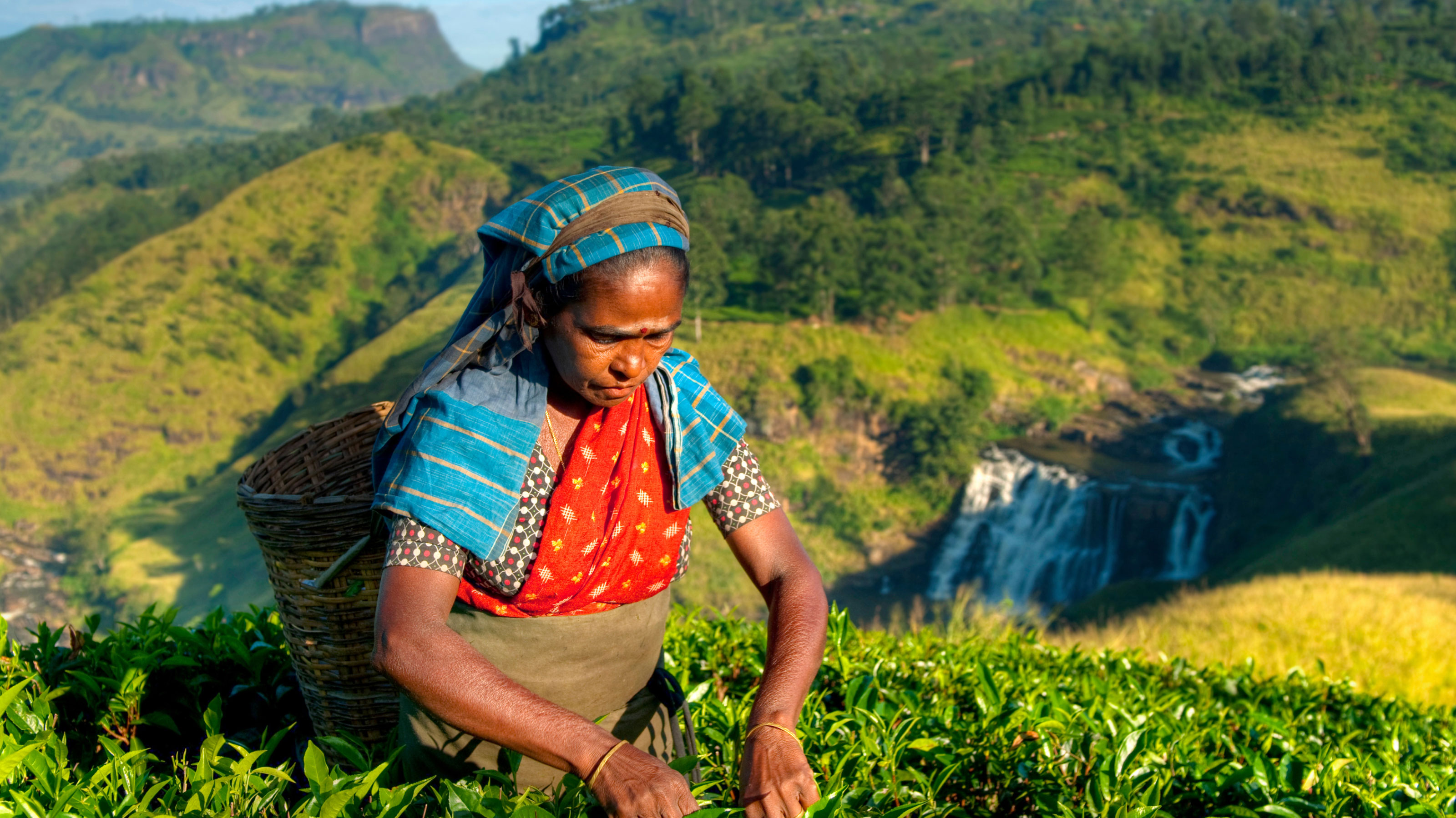 A person wearing a headscarf and carrying a basket picks tea leaves in a green hilly landscape with a waterfall in the background.