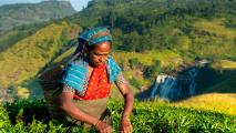 A person wearing a headscarf and carrying a basket picks tea leaves in a green hilly landscape with a waterfall in the background.